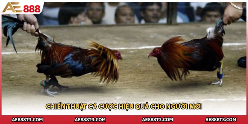 Chiến thuật cá cược hiệu quả cho người mới