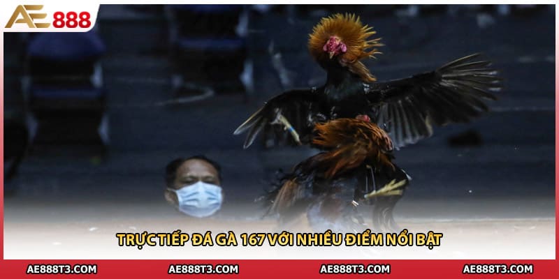 Trực tiếp đá gà 167 với nhiều điểm nổi bật